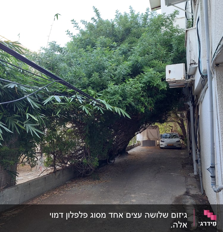 עץ גדול חוסם מעבר, זקוק לגיזום